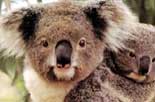 Koalabär, Australien