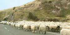 Neuseeland, Schafsherde